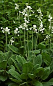 PRIMULA ALPICOLA ALBA