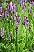 PRIMULA VIALII