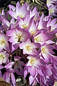 COLCHICUM E A BOWLES,  AUTUMN CROCUS