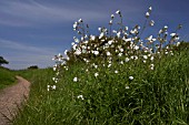 SILENE LATIFOLIA ALBA