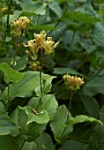 TRICYRTIS LATIFOLIA