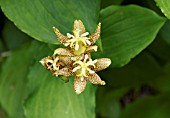 TRICYRTIS LATIFOLIA