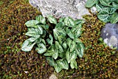 ASARUM ASPERUM