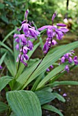 BLETILLA STRIATA