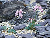 DICENTRA PEREGRINA