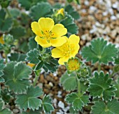 POTENTILLA MEGALANTHA