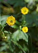 RANUNCULUS ACRIS VAR NIPPONICUS