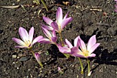 COLCHICUM SPECIOSUM,  AUTUMN CROCUS