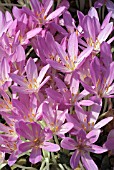 COLCHICUM TENOREI,  AUTUMUN CROCUS