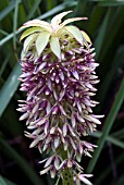 EUCOMIS BICOLOR,  PINEAPPLE LILY