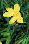 HEMEROCALLIS MIDDENDORFFII