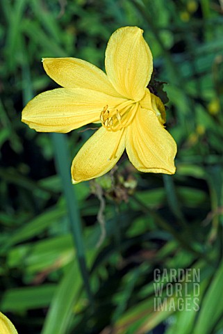 HEMEROCALLIS_MIDDENDORFFII