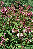 IMPATIENS GLANDULIFERA