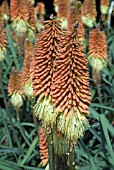 KNIPHOFIA CAULESCENS,  RED HOT POKER