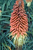 KNIPHOFIA CAULESCENS,  RED HOT POKER