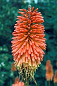 KNIPHOFIA ENSIFOLIA,  RED HOT POKER