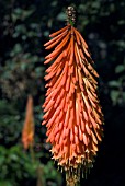 KNIPHOFIA LORD ROBERTS,  RED HOT POKER