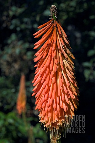 KNIPHOFIA_LORD_ROBERTS__RED_HOT_POKER