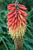 KNIPHOFIA PUMILA,  RED HOT POKER