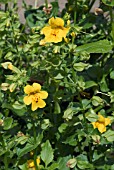 MIMULUS GUTTATUS,  COMMON MONKEY FLOWER