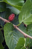 MORUS NIGRA,  BLACK MULBERRY