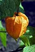 PHYSALIS ALKEKENGI