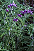 SALVIA LEUCANTHA,  MEXICAN SAGE BUSH