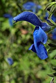 SALVIA PATENS,  GENTIAN SAGE