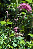 SANGUISORBA HAKUSANENSIS