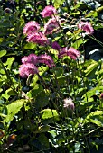 SANGUISORBA HAKUSANENSIS