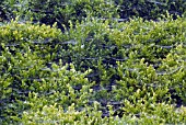 SPIDER WEBS IN BOX HEDGE