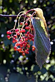 VIBURNUM LUZONICUM VAR.FORMOSANUM