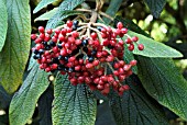 VIBURNUM RHYTIDOPHYLLUM