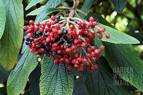 VIBURNUM_RHYTIDOPHYLLUM