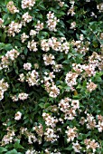 ABELIA CHINENSIS