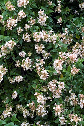 ABELIA_CHINENSIS