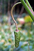 ARISAEMA CONSANGUINEUM