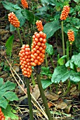 ARUM ITALICUM