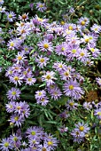 ASTER NOVI BELGII PROFESSOR ANTON KIPPENBERG