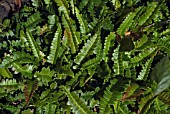 BLECHNUM PENNA   MARINA