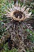 CARLINA ACAULIS SUBSP SIMPLEX