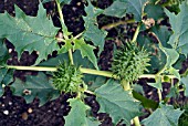 DATURA STRAMONIUM,  COMMON THORN APPLE