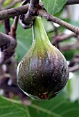 FICUS CARICA BROWN TURKEY, (FIG)