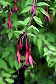 FUCHSIA MAGELLANICA AUREA