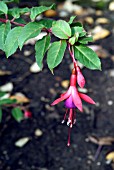 FUCHSIA  MRS POPPLE