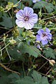 GERANIUM WALLICHIANUM