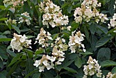 HYDRANGEA PANICULATA TARDIVA