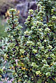 ILEX CRENATA MARIESII