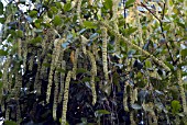 ITEA ILICIFOLIA