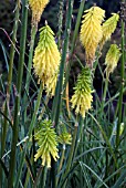 KNIPHOFIA FIBROSA,  RED HOT POKER